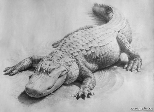 Крокодил набросок