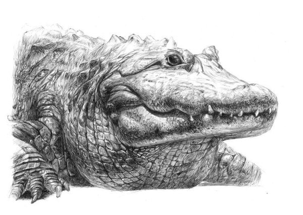 Крокодил карандашом