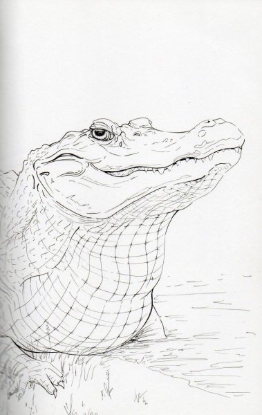 Крокодил набросок