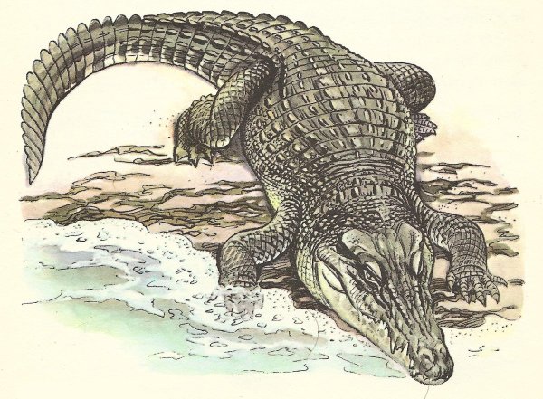 Крокодил Графика