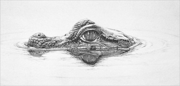 Крокодил рисунок карандашом