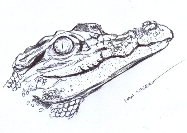 Крокодил набросок