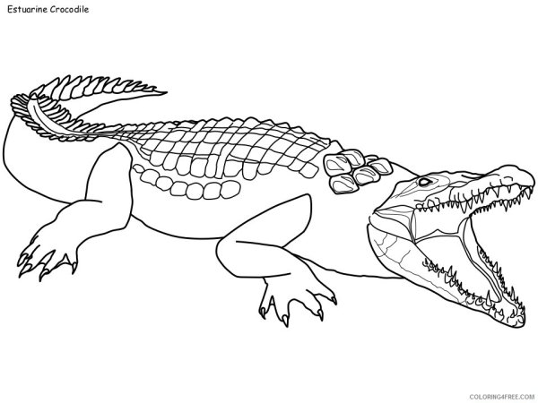 Нильский крокодил рисунок