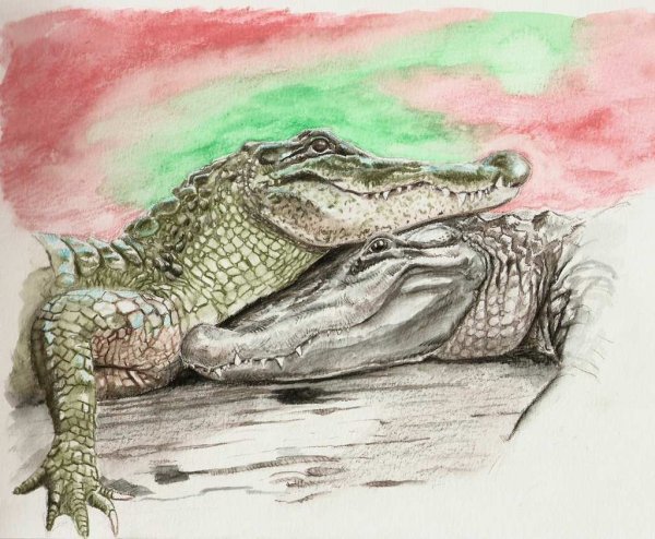 Крокодил арт