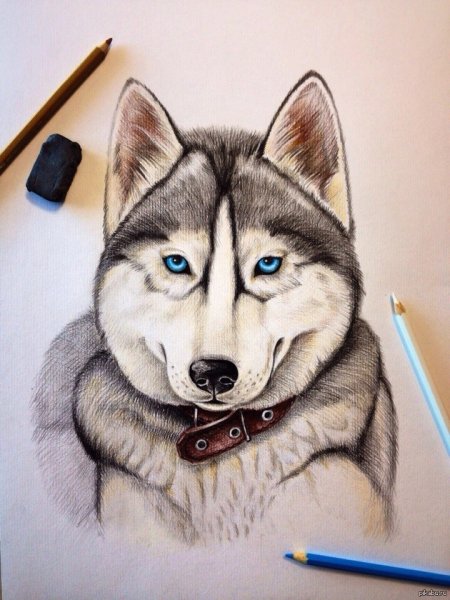 Хаски цветными карандашами