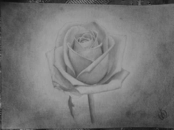 Рисовать карандашом про жизнь убитая роза