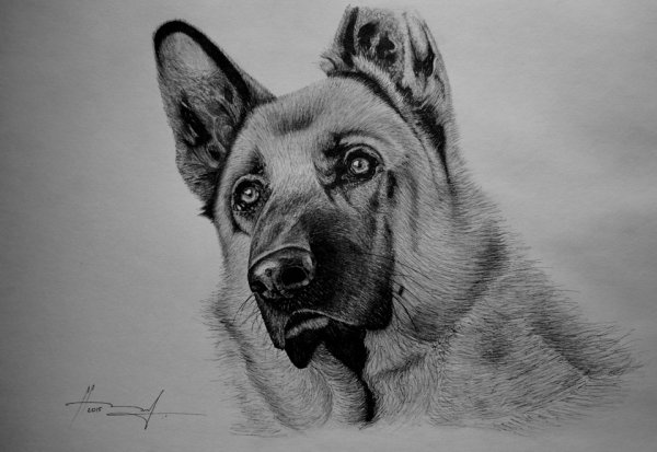 Овчарка рисунок карандашом