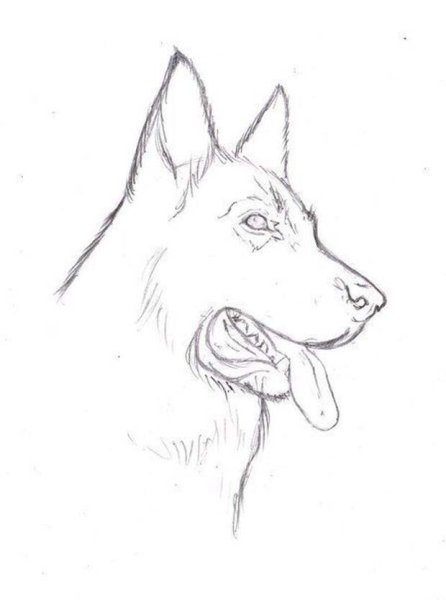 Овчарка для срисовки