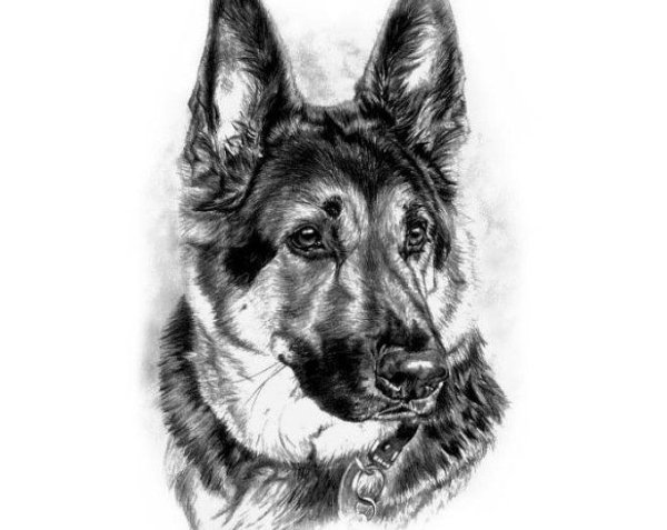 Овчарка карандашом