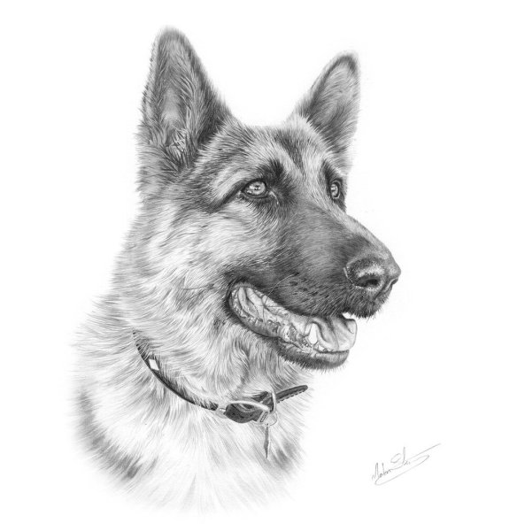 Немецкая овчарка нарис
