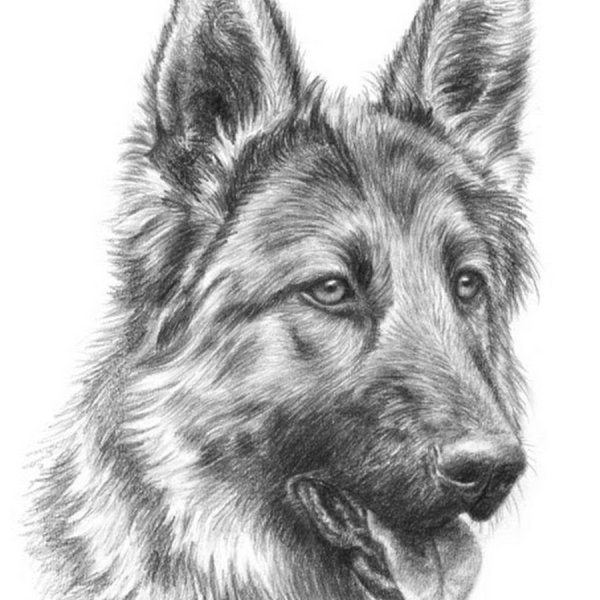 Немецкая овчарка простым карандашом