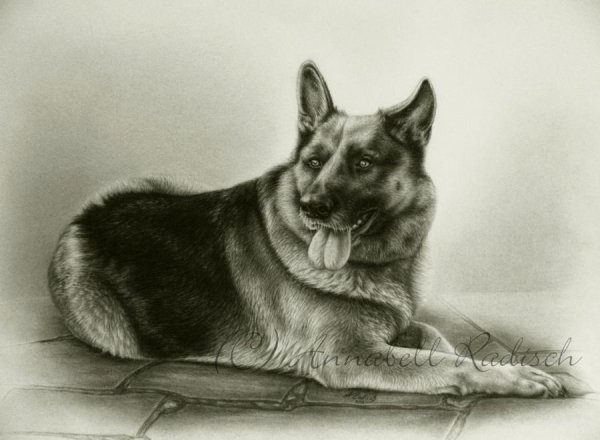 Немецкая овчарка набросок