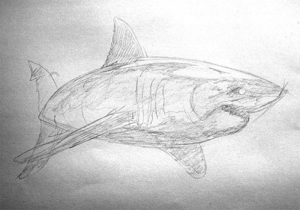 Акула карандашом
