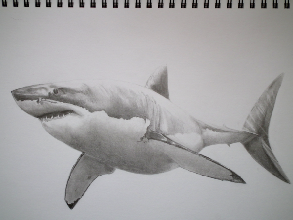 Акула карандашом