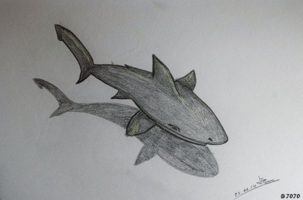 Акула для рисования