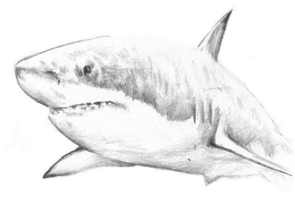 Акула для срисовки