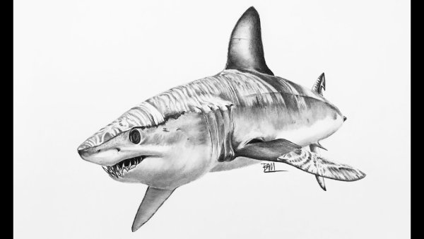 Эскиз МЕГАЛОДОНА