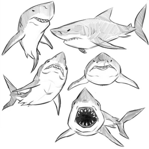 Акула для срисовки