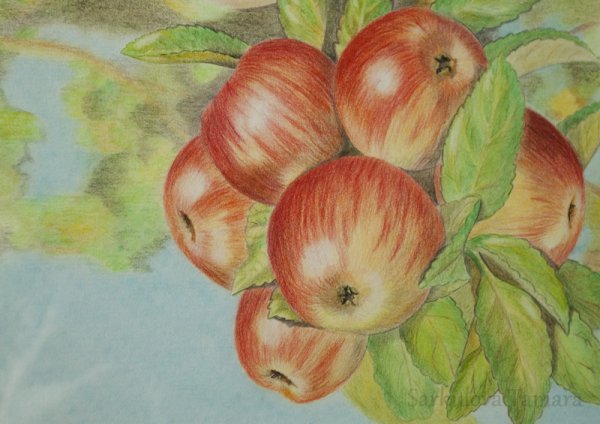 Рисунки цветными карандашами