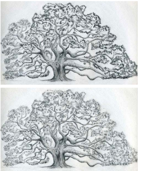 Нарисовать дуб карандашом