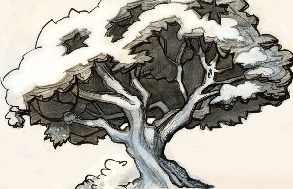 Дуб зарисовка