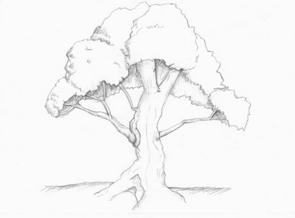 Дерево рисунок карандашом легко