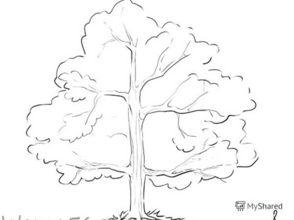 Дерево для срисовки