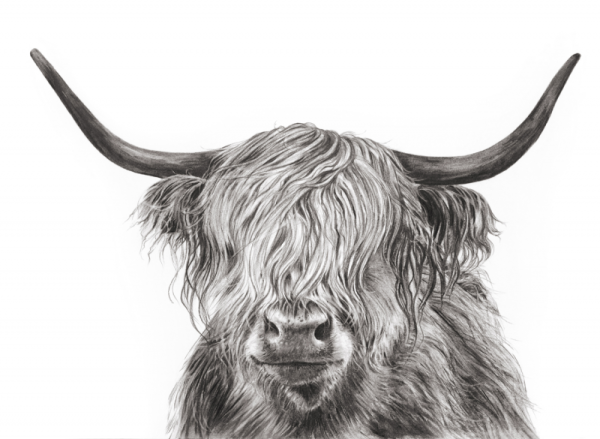 Эскиз быка карандашом