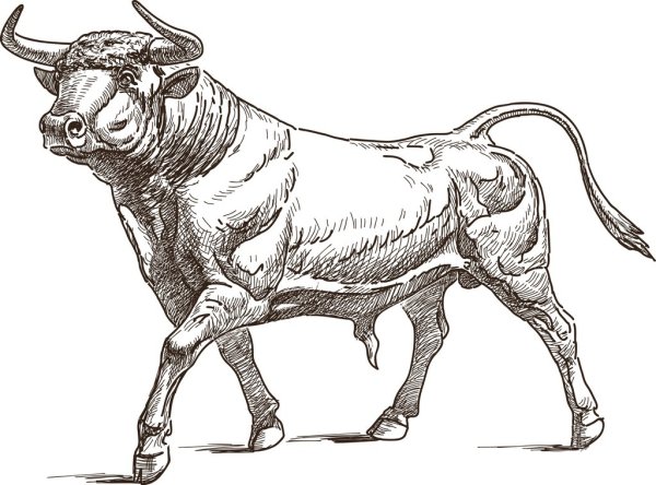 Бык карандашом