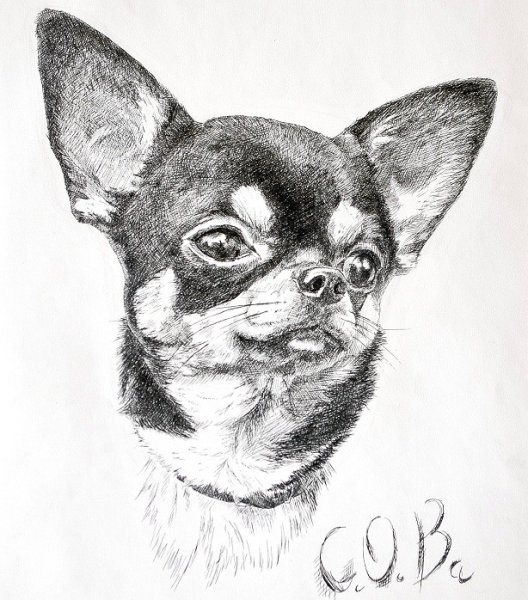 Чихуахуа карандашом