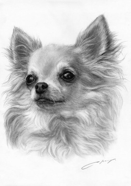 Чихуахуа длинношерстные портрет