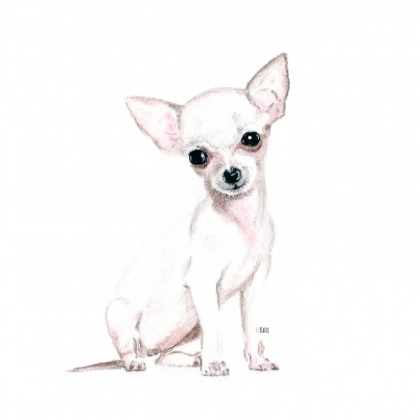 Раскраска чихуахуа
