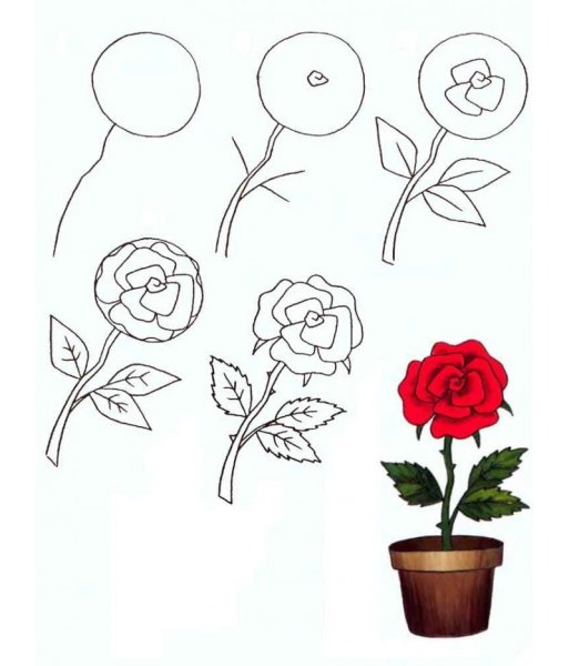 Цветы карандашом для начинающих