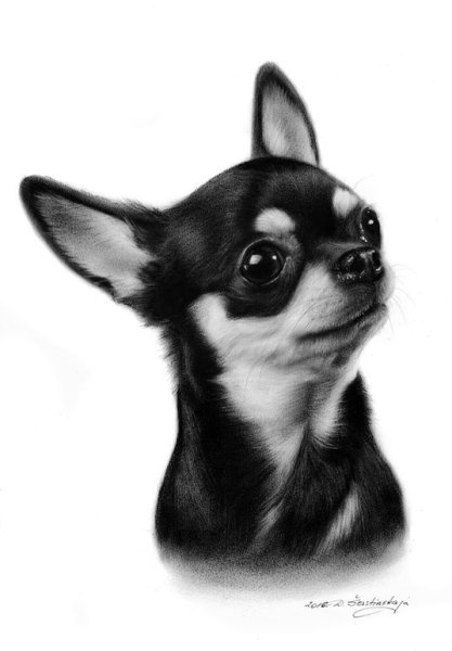 Чихуахуа черно белый рисунок
