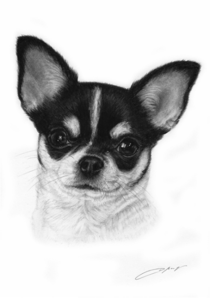 Чихуахуа простым карандашом