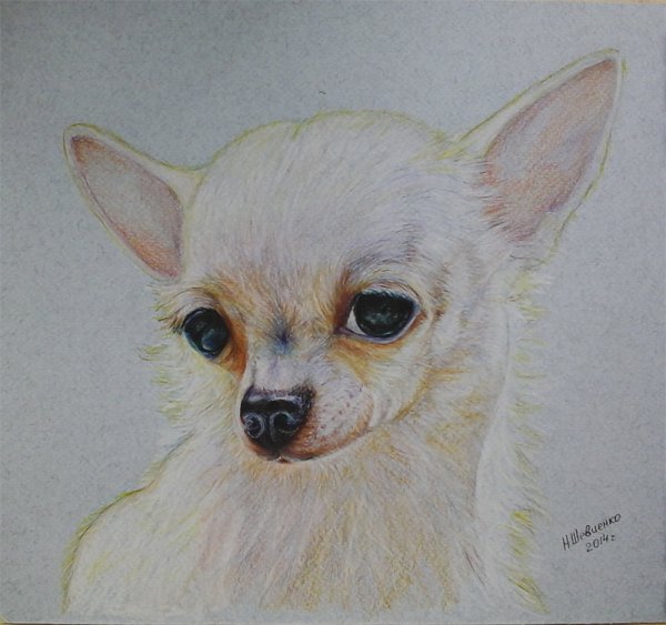 Чихуахуа карандашом