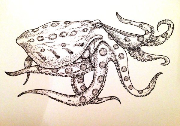 Осьминог рисовка