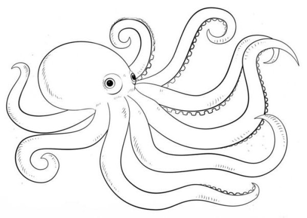 Осьминог карандашом