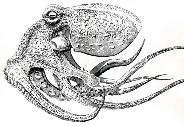 Осьминог рисовка