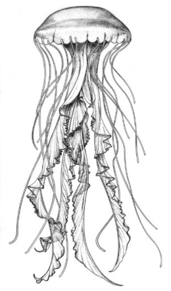 Медуза цианея гигантская