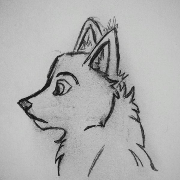 Татуировка волк воет на луну