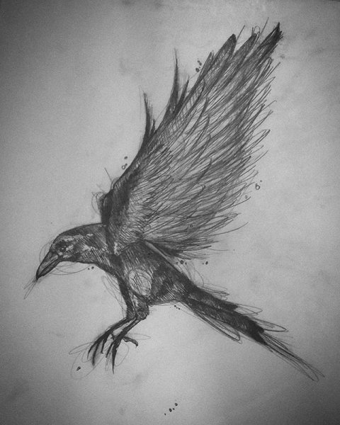 Зарисовки птиц