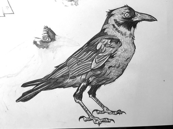 Поэтапное рисование Грача