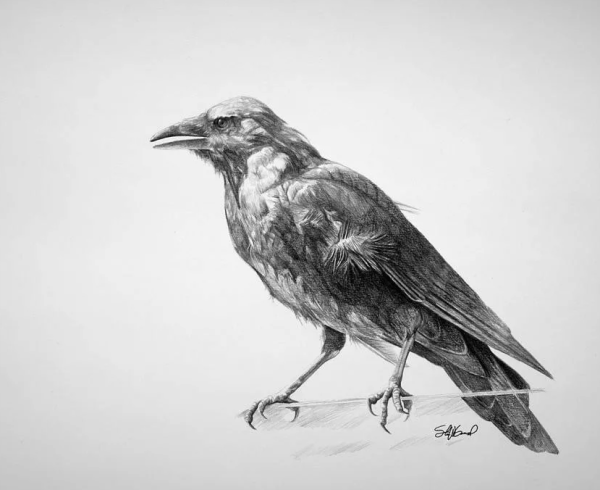 Ворона карандашом