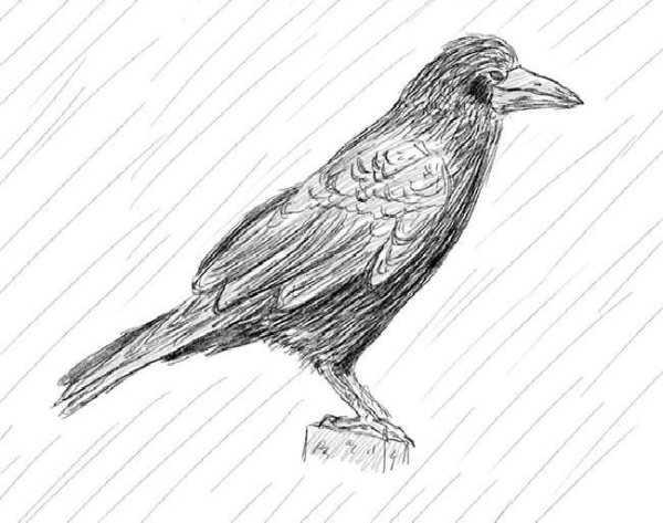 Ворон карандашом