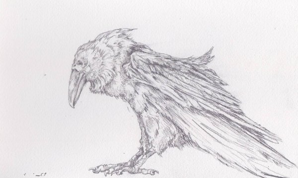 Рисунок ворона карандашом для срисовки
