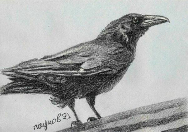 Как нарисовать ворону