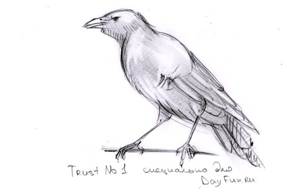 Ворон рисунок