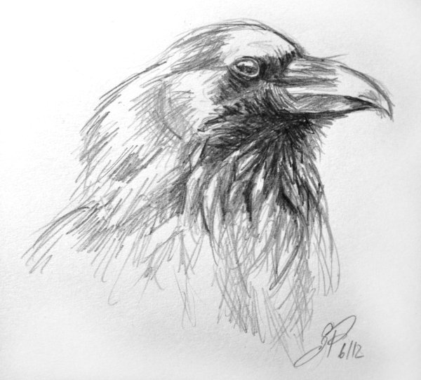 Ворон карандашом