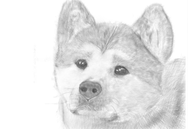 Цветы карандашом розы